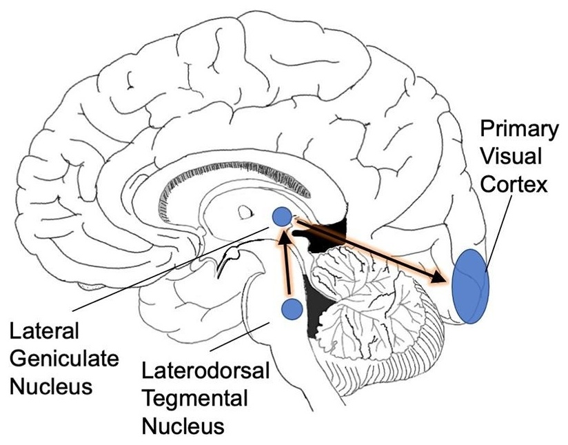 Figure 1 — PGO 파 경로 (Eagleman & Vaughn 2021, Frontiers in Neuroscience, CC BY 4.0)