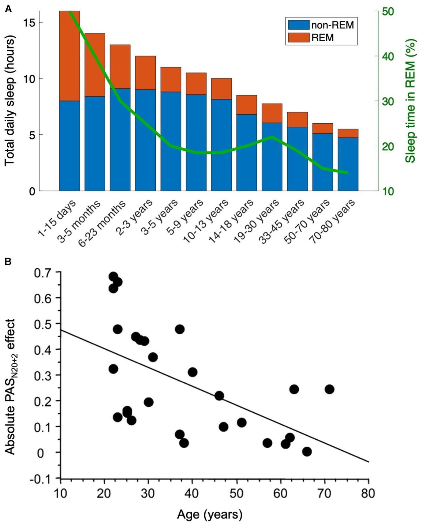 Figure 4 — 인간 생애주기에 걸친 REM과 신경가소성의 평행 감소 곡선