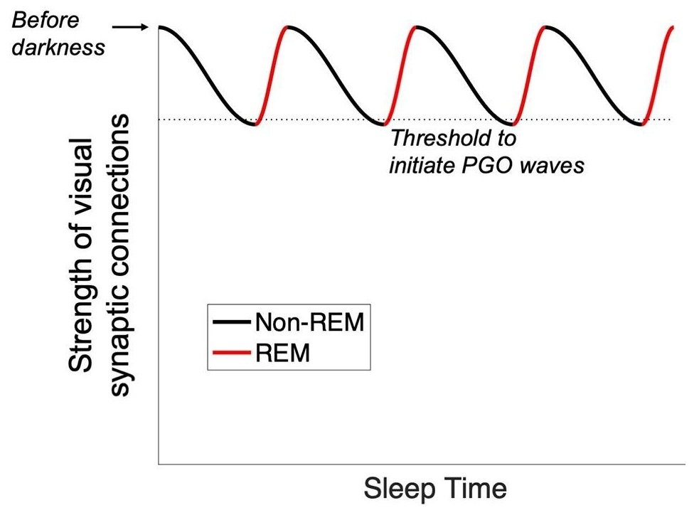 Figure 5 — 임계 기반 PGO 점화 모형 (피드백 루프)