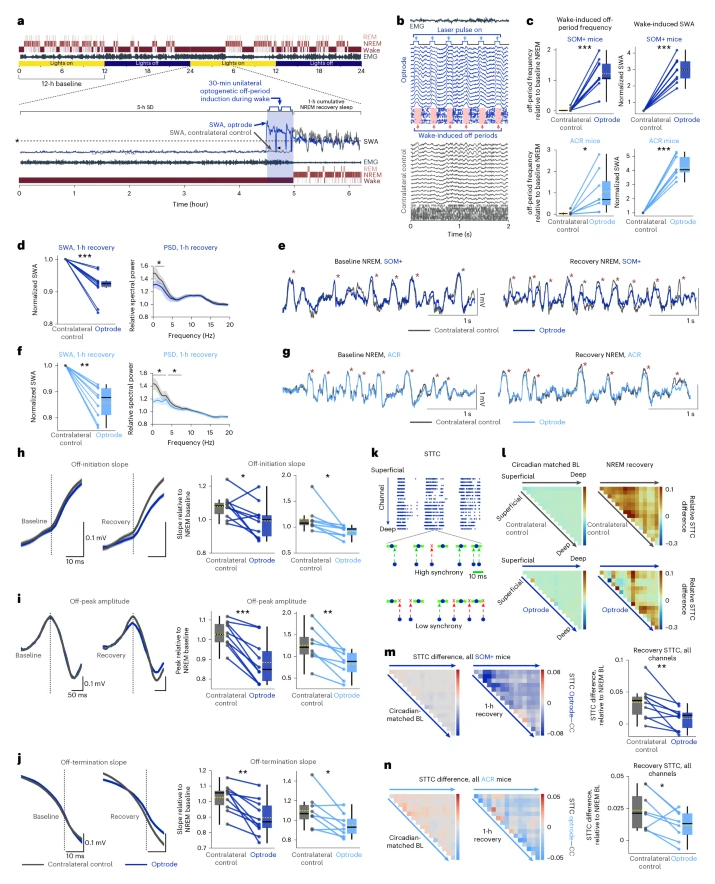 Fig. 2: Off-period induction during wake reduces SWA and synchrony in subsequent sleep.