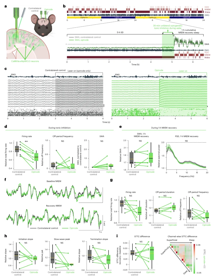 Fig. 3: Tonic inhibition using halorhodopsin does not reduce SWA or synchrony in subsequent sleep.