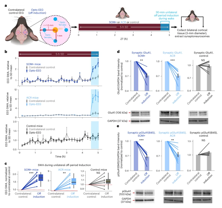 Fig. 4: Off-period induction during wake reduces molecular markers of cortical excitatory synaptic strength.