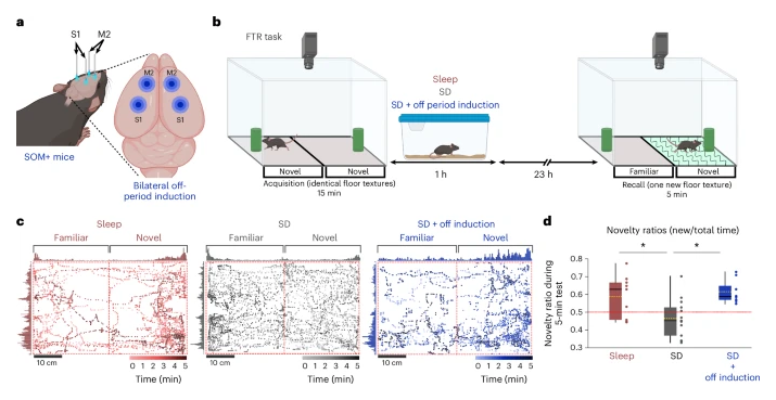 Fig. 5: Bilateral off induction during SD recovers memory performance in a novel FTR task.