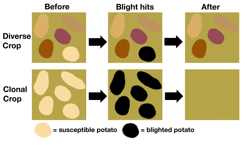 Fig 8 — Monoculture와 감자 기근의 메커니즘 (Berkeley Understanding Evolution 자료에서 발췌)